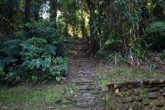 A stone staircase climbs through a lush, verdant forest, with moss-covered walls and dense vegetation framing the path.