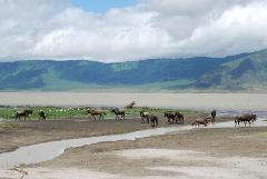 A herd of wildebeest grazes near a lake with hippos and birds against a backdrop of lush green hills under a cloudy sky.