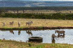 A group of zebras is seen near and in a watering hole in a grassy landscape with trees and hills in the background.
