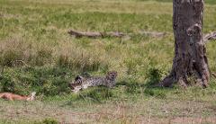 A cheetah lies in the grass next to a tree while a fawn lies dead a few feet away.