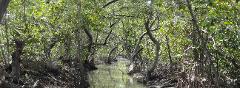 A narrow waterway winds through a dense mangrove forest, with trees arching overhead and reflecting in the calm water.