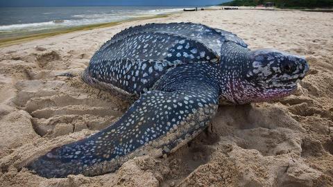A large leatherback sea turtle rests on a sandy beach with the ocean in the background.