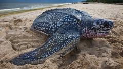 A large leatherback sea turtle rests on a sandy beach with the ocean in the background.