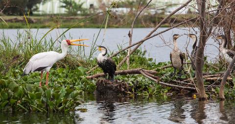 A yellow-billed stork stands among water plants, while three white-breasted cormorants perch on branches in a body of water.