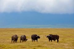 A herd of four African buffalos graze on a vast, grassy plain under a cloudy blue sky, creating a serene wildlife scene.