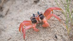 A bright orange crab with blue-tipped antennae stands on a sandy surface near blades of grass.