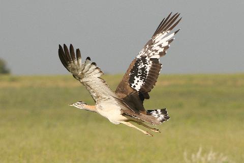 A great bustard flies across a grassy plain under a grey sky.