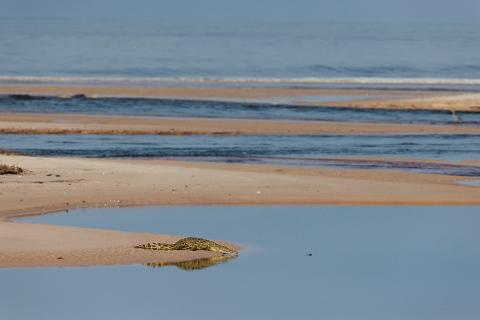 A crocodile rests on a sandbar in a shallow body of water, with the ocean and sandbanks in the background.