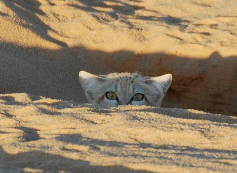 A sand cat peeks out from a sandy burrow.
