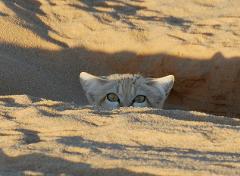 A sand cat peeks out from a sandy burrow.