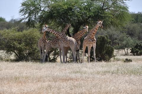 A group of giraffes stands in a field of dry grass beneath a large tree.