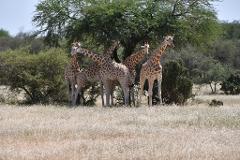 A group of giraffes stands in a field of dry grass beneath a large tree.