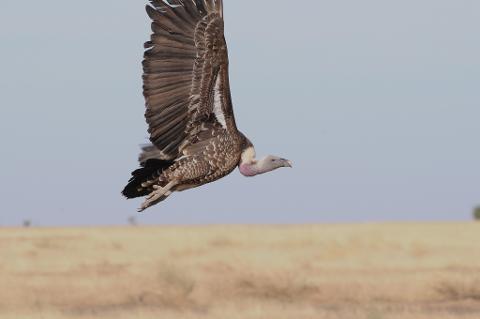 A vulture with outstretched wings flies over a dry, grassy plain under a pale sky.