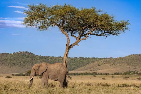 An African elephant stands in a grassy savanna beneath a large acacia tree against a backdrop of rolling hills and a blue sky.