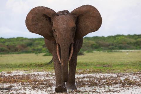 An elephant stands facing forward in a grassy area with a background of trees under a cloudy sky.