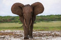 An elephant stands facing forward in a grassy area with a background of trees under a cloudy sky.