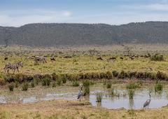 A scenic view of a wetland in Africa, featuring grey herons in the foreground and zebras and wildebeests grazing in the background, set against a backdrop of rolling hills and a blue sky.