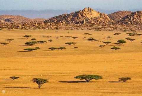 An expansive golden landscape dotted with trees stretches towards rocky hills under a pale sky.