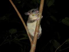 A gray four-eyed opossum clings to a tree branch, eating a piece of fruit, against a dark background of leaves and branches.