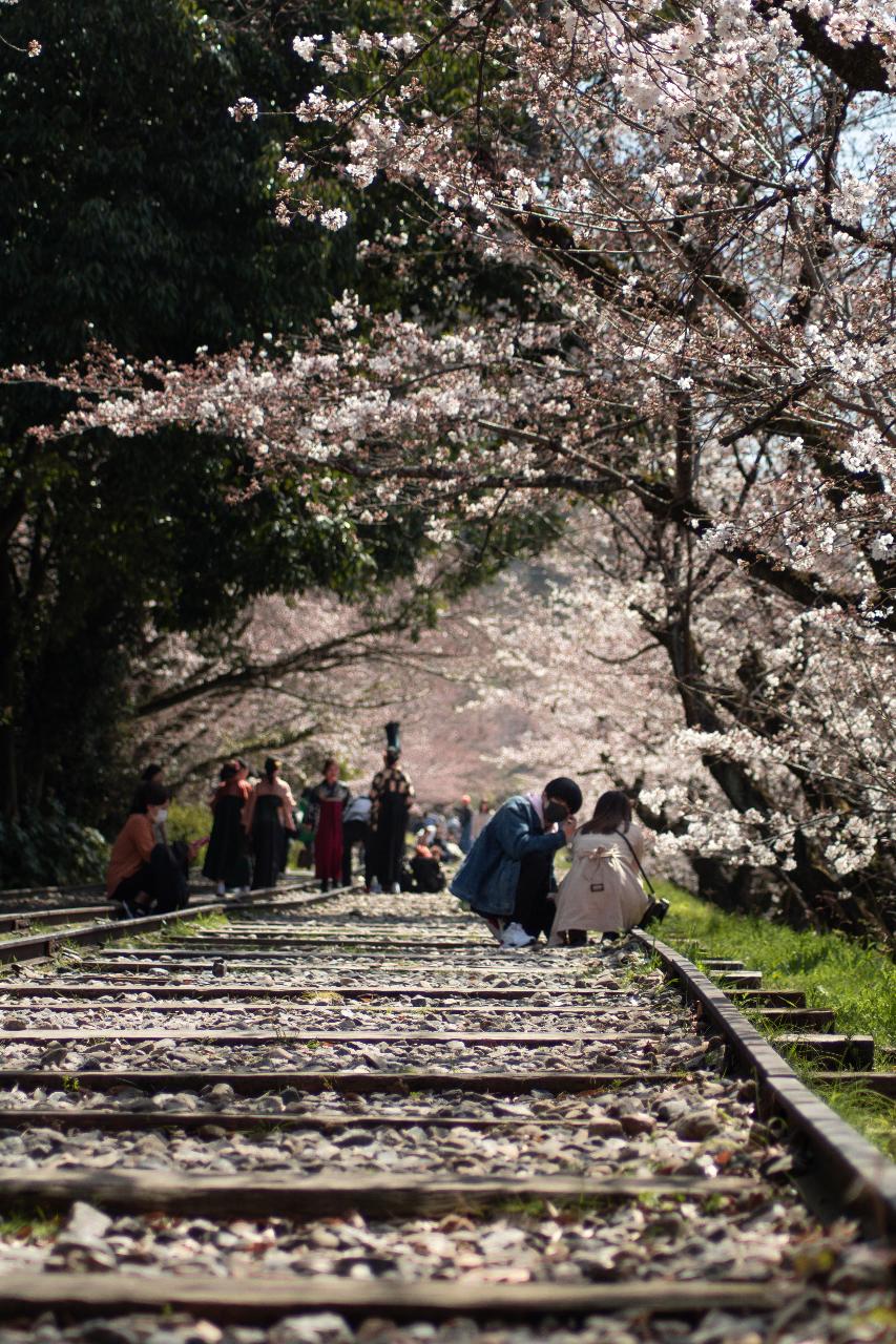 Fukuoka to Kyoto 7-Day Cherry Blossom Tour with Private Chartered Car and Hotel Accommodation