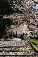 Fukuoka to Kyoto 7-Day Cherry Blossom Tour with Private Chartered Car and Hotel Accommodation