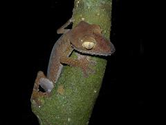 A leaf-tailed gecko clings to a tree trunk in the dark, its patterned skin blending with the bark.
