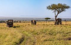 A safari vehicle and two elephants in the African savanna, one pair hiding behind a tree, with the landscape extending to distant mountains under a clear blue sky.
