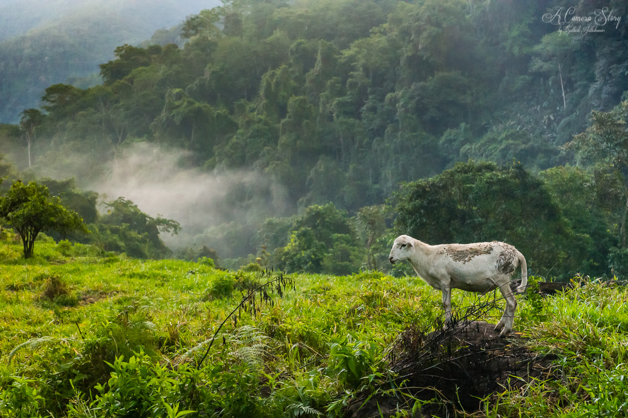 Sierra Nevada Paradise with El Eden Waterfalls Day Trip from Santa Marta