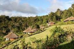 Here's a concise description of the image:Thatched-roof huts are nestled on a grassy hillside next to lush trees.