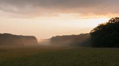 Misty trees line a golden field as the sun sets in a serene landscape.