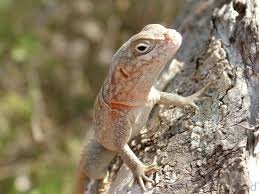 Here's a description of the image:A close-up shot shows a light brown lizard clinging to a tree trunk, with its head turned towards the viewer, set against a blurred background of greenery.