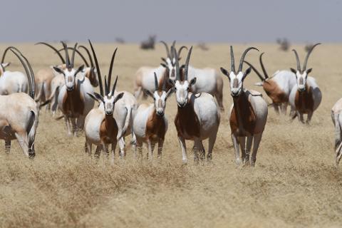 A herd of scimitar-horned oryx stands in a dry, grassy field under a clear sky.