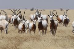 A herd of scimitar-horned oryx stands in a dry, grassy field under a clear sky.