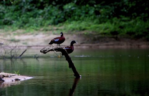 Two dark-colored ducks with blue markings on their wings are perched on a fallen tree branch in the middle of a calm body of water.