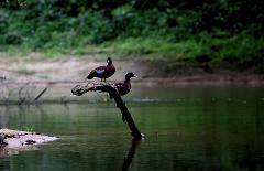 Two dark-colored ducks with blue markings on their wings are perched on a fallen tree branch in the middle of a calm body of water.