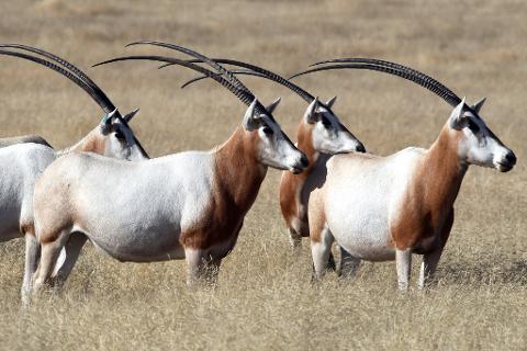 A herd of scimitar-horned oryx stand in dry grass, their long, curved horns silhouetted against a blurred background.