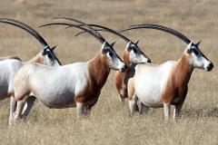 A herd of scimitar-horned oryx stand in dry grass, their long, curved horns silhouetted against a blurred background.