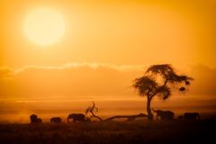 Silhouetted elephants graze under a sun-drenched sky with acacia trees at sunrise/sunset in Amboseli National Park.