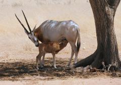 A mother oryx feeds her calf under the shade of a tree in a dry, grassy landscape.
