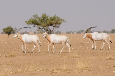 Three white oryx with long, curved horns walk across a dry, sandy landscape dotted with sparse vegetation and a few trees in the background.