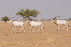 Three white oryx with long, curved horns walk across a dry, sandy landscape dotted with sparse vegetation and a few trees in the background.