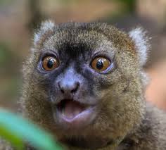 Madagascar Lemurs Tour