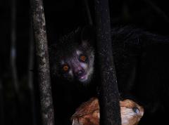 A nocturnal Aye-aye lemur with striking orange eyes peeks out from behind tree branches in the darkness, its face illuminated and its small mouth slightly open.