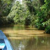 A boat navigates a muddy river surrounded by lush, green rainforest.