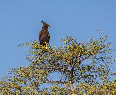 A long-crested eagle perches atop a tree with small green leaves against a clear blue sky.