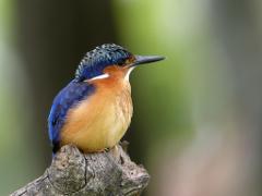 A colorful Rufous-collared Kingfisher perched on a weathered tree branch, gazing to the right with a blurred green backdrop.