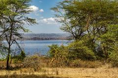 Lake Nakuru is seen between the trees, the brown grass covers the ground.