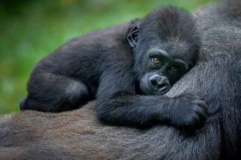 A baby gorilla rests its head on its mother's back, looking at the camera with large, expressive eyes.