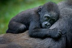 A baby gorilla rests its head on its mother's back, looking at the camera with large, expressive eyes.