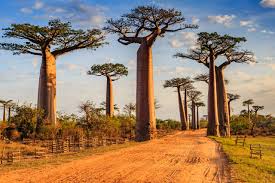 A dusty road leads through an avenue of towering baobab trees under a vibrant blue sky with scattered clouds.